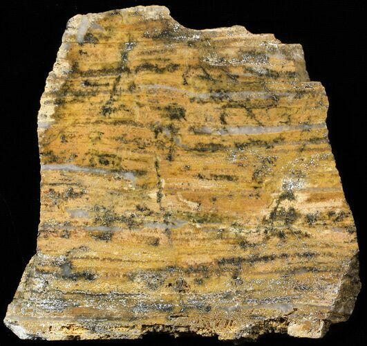 Strelley Pool Stromatolite - Billion Years Old #62751